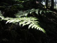 En été - Photo Claude Schneider - Copyrigth