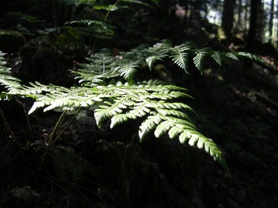 En été - Photo Claude Schneider - Copyrigth