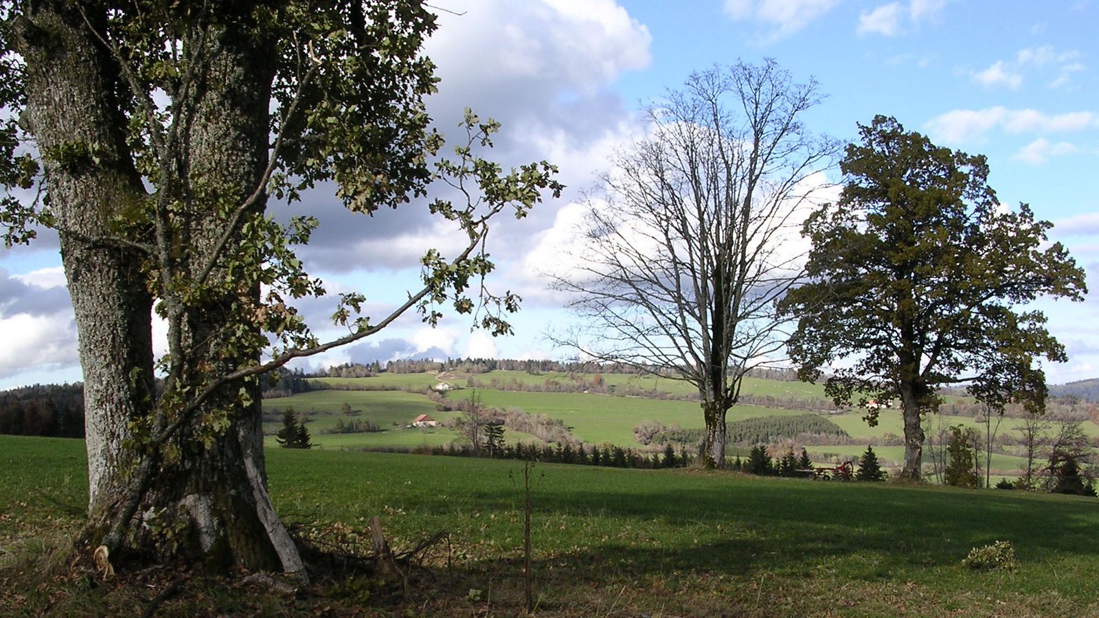 Les arbres - Photo Claude Schneider - Copyrigth