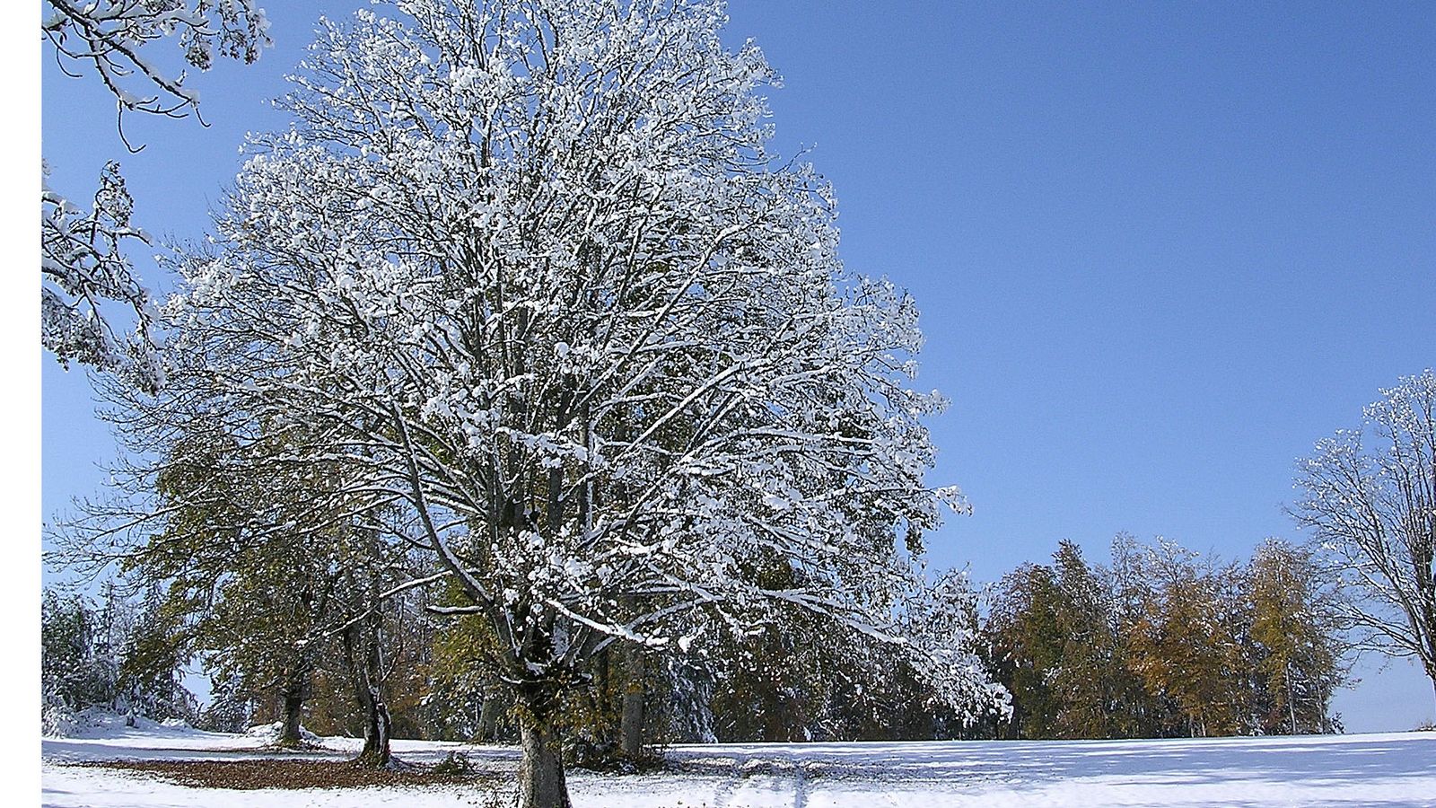 En début de neige Aux Alleines  - Photo Claude Schneider - Copyrigth
