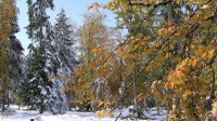 Neige en automne - Photo Claude Schneider - Copyrigth