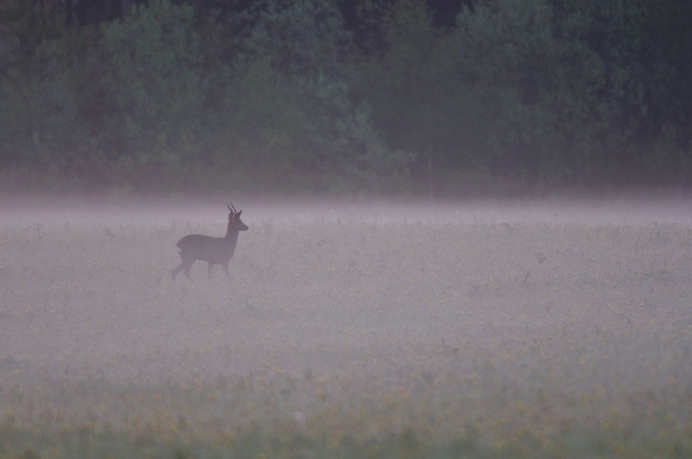 Faune Chevreuil - Photo Jean-François Varriot - Copyrigth