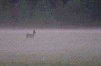 Faune Chevreuil - Photo Jean-François Varriot - Copyrigth