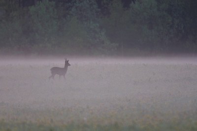 Faune Chevreuil - Photo Jean-François Varriot - Copyrigth