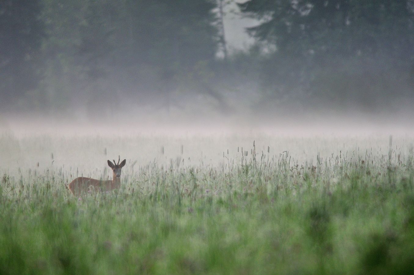Faune Chevreuil - Photo Jean-François Varriot - Copyrigth