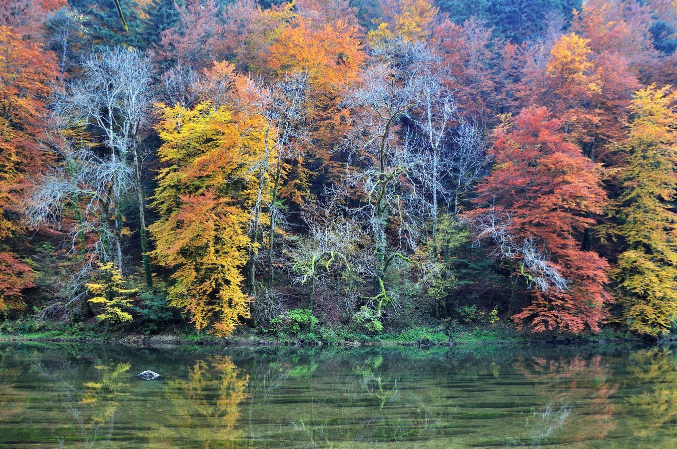 Au bord du Doubs - Photo Jean-François Varriot - Copyrigth