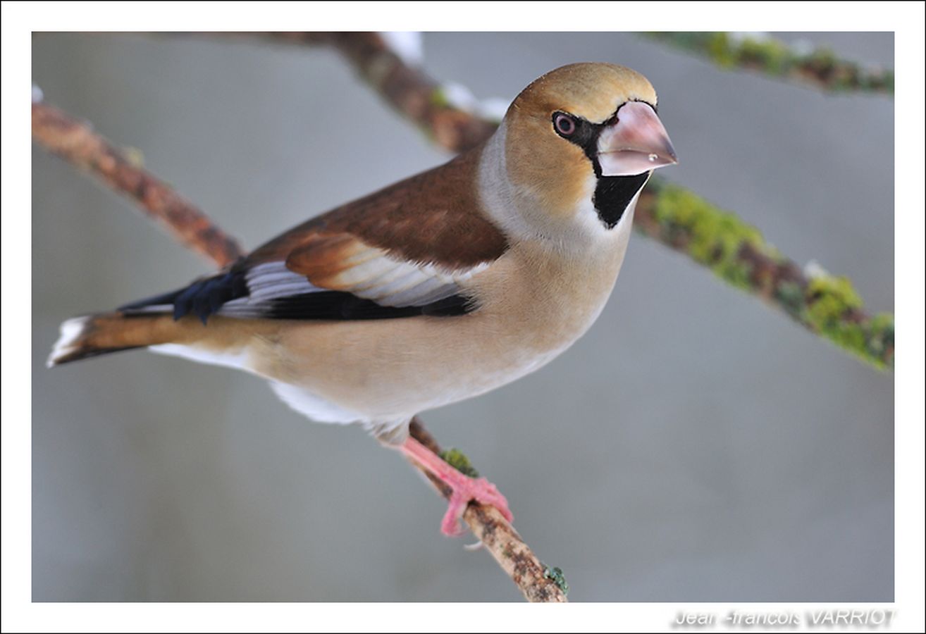 Oiseaux - Photo Jean-François Varriot - Copyrigth