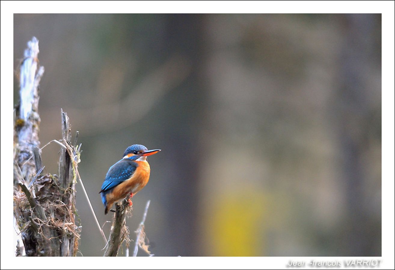 Oiseaux - Photo Jean-François Varriot - Copyrigth