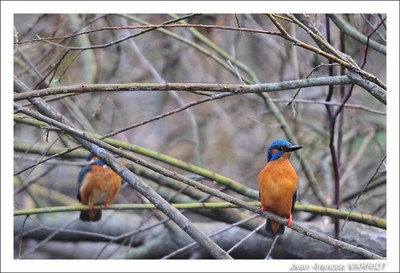 Oiseaux - Photo Jean-François Varriot - Copyrigth