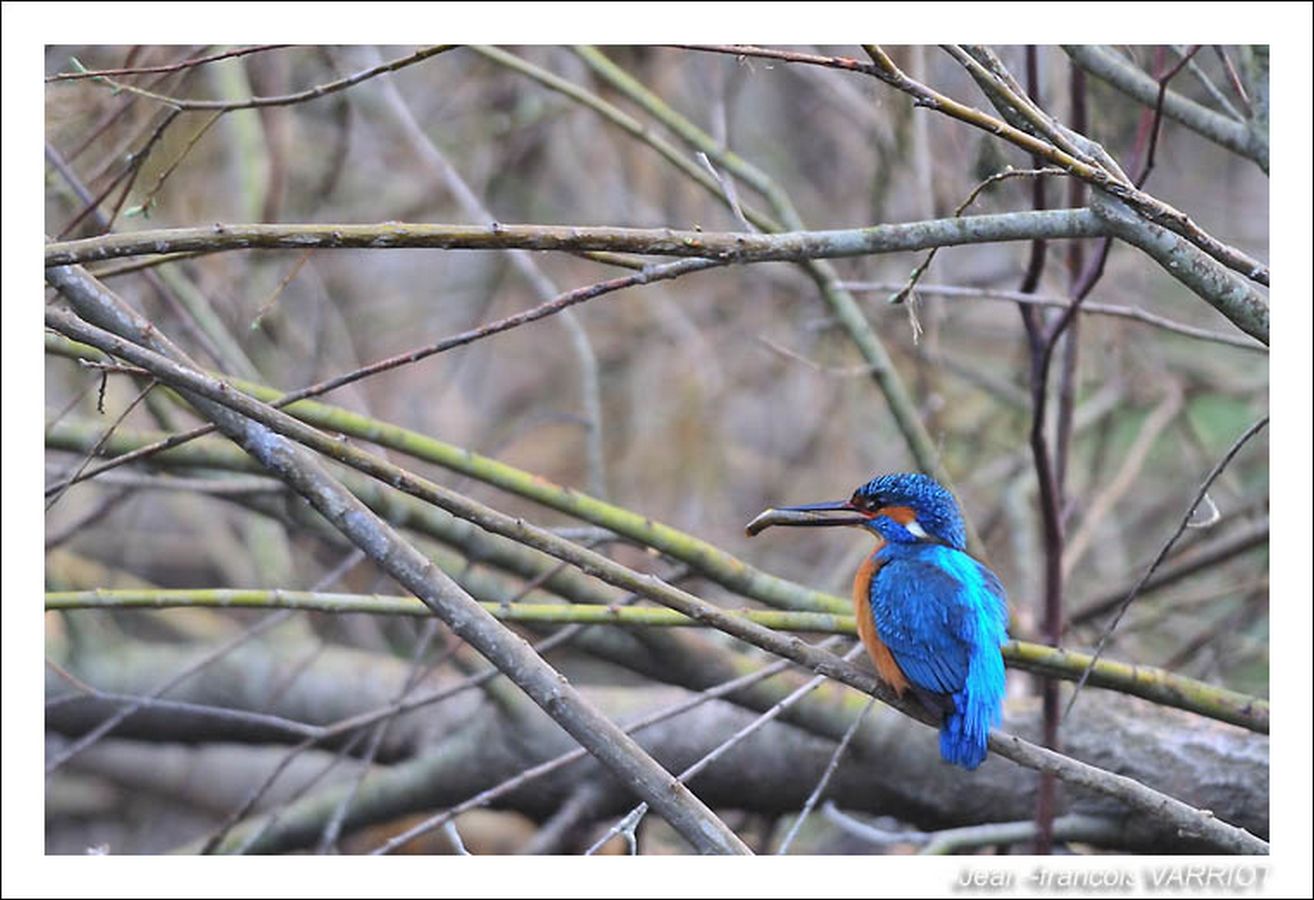 Oiseaux - Photo Jean-François Varriot - Copyrigth