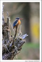 Oiseaux - Photo Jean-François Varriot - Copyrigth