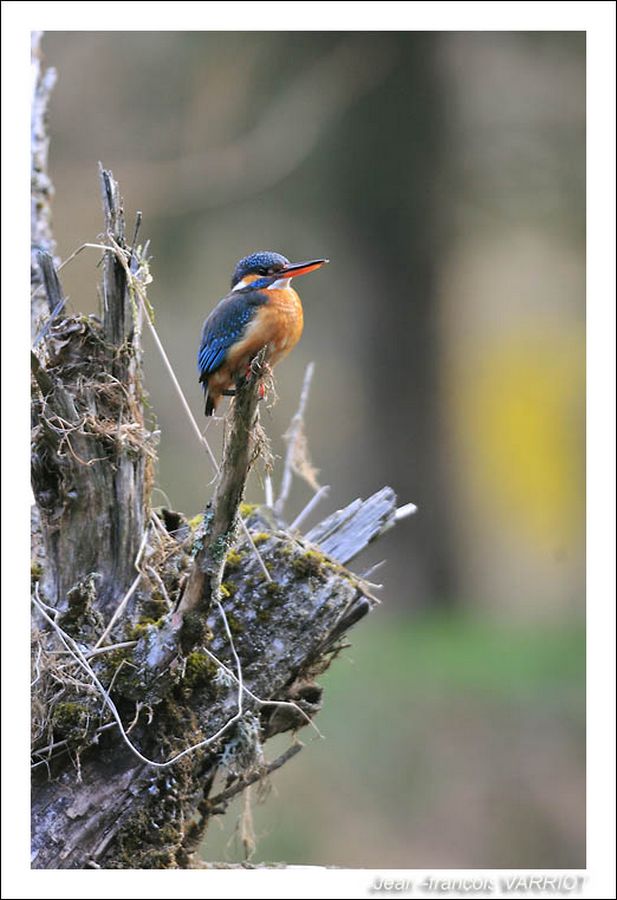 Oiseaux - Photo Jean-François Varriot - Copyrigth