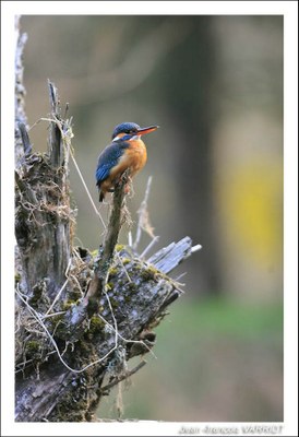 Oiseaux - Photo Jean-François Varriot - Copyrigth