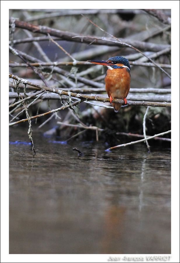Oiseaux - Photo Jean-François Varriot - Copyrigth