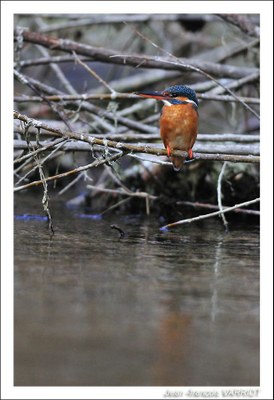 Oiseaux - Photo Jean-François Varriot - Copyrigth