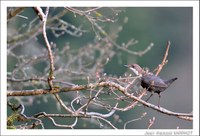 Oiseaux - Photo Jean-François Varriot - Copyrigth