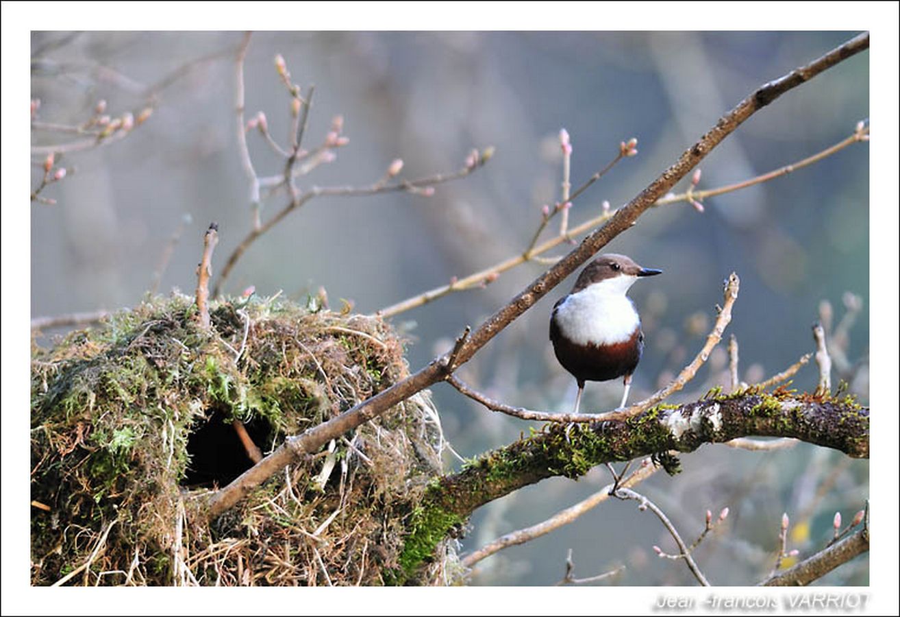 Oiseaux - Photo Jean-François Varriot - Copyrigth