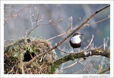 Oiseaux - Photo Jean-François Varriot - Copyrigth
