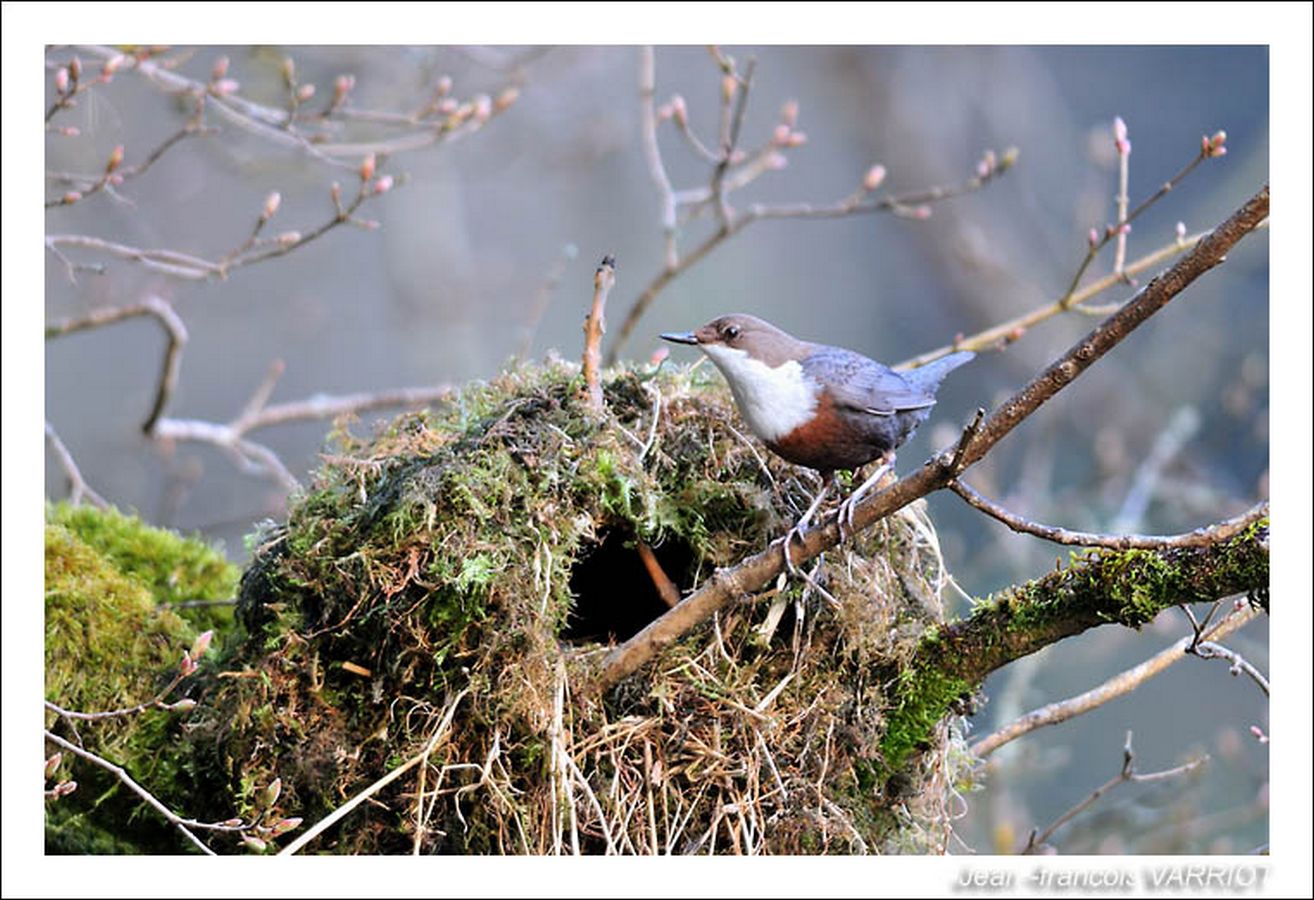Oiseaux - Photo Jean-François Varriot - Copyrigth