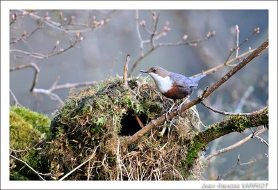 Oiseaux - Photo Jean-François Varriot - Copyrigth