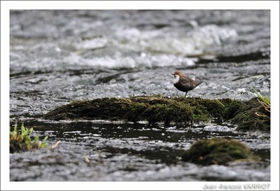 Oiseaux - Photo Jean-François Varriot - Copyrigth