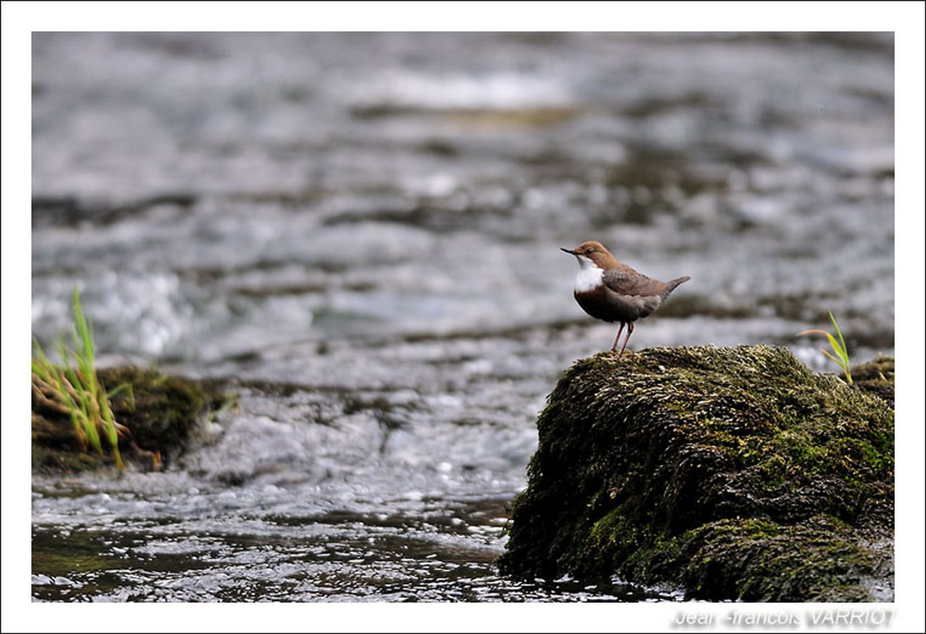 Oiseaux - Photo Jean-François Varriot - Copyrigth