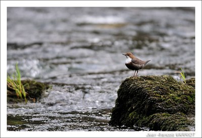 Oiseaux - Photo Jean-François Varriot - Copyrigth