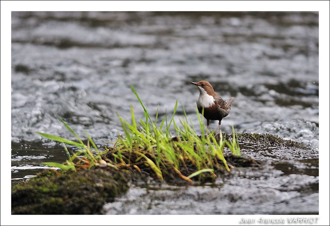 Oiseaux - Photo Jean-François Varriot - Copyrigth