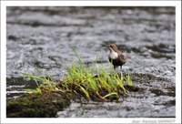 Oiseaux - Photo Jean-François Varriot - Copyrigth