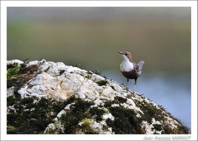 Oiseaux - Photo Jean-François Varriot - Copyrigth