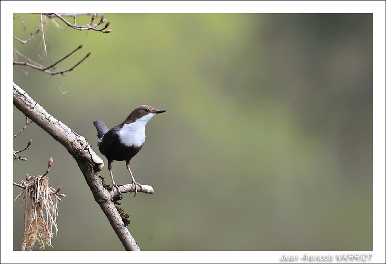 Oiseaux - Photo Jean-François Varriot - Copyrigth