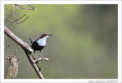 Oiseaux - Photo Jean-François Varriot - Copyrigth