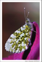 Faune - Photo Jean-François Varriot - Copyrigth