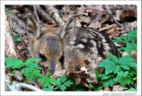 Faune Petite biche - Photo Jean-François Varriot - Copyrigth
