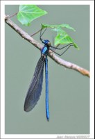 Faune - Photo Jean-François Varriot - Copyrigth