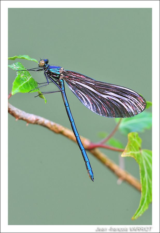 Faune - Photo Jean-François Varriot - Copyrigth