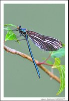 Faune - Photo Jean-François Varriot - Copyrigth