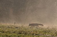Faune - Photo Jean-François Varriot - Copyrigth
