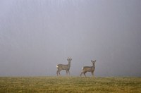 Faune Chevreuil - Photo Jean-François Varriot - Copyrigth