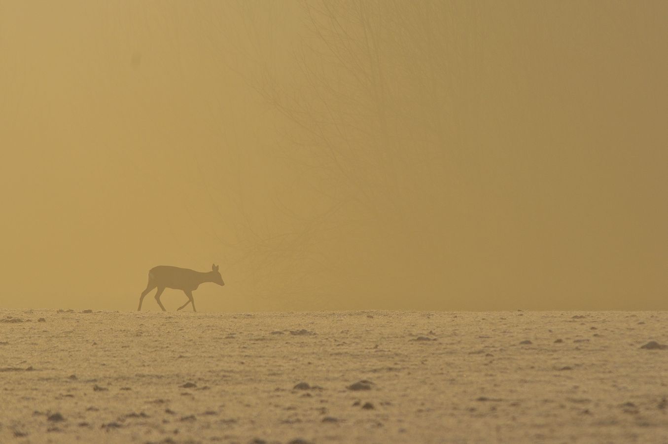 Faune Chevreuil - Photo Jean-François Varriot - Copyrigth