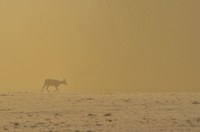 Faune Chevreuil - Photo Jean-François Varriot - Copyrigth