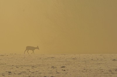 Faune Chevreuil - Photo Jean-François Varriot - Copyrigth