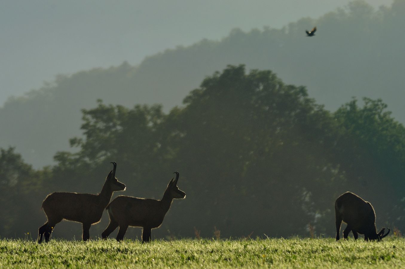 Faune Chevreuil - Photo Jean-François Varriot - Copyrigth