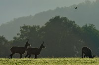 Faune Chevreuil - Photo Jean-François Varriot - Copyrigth