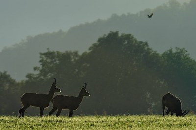 Faune Chevreuil - Photo Jean-François Varriot - Copyrigth