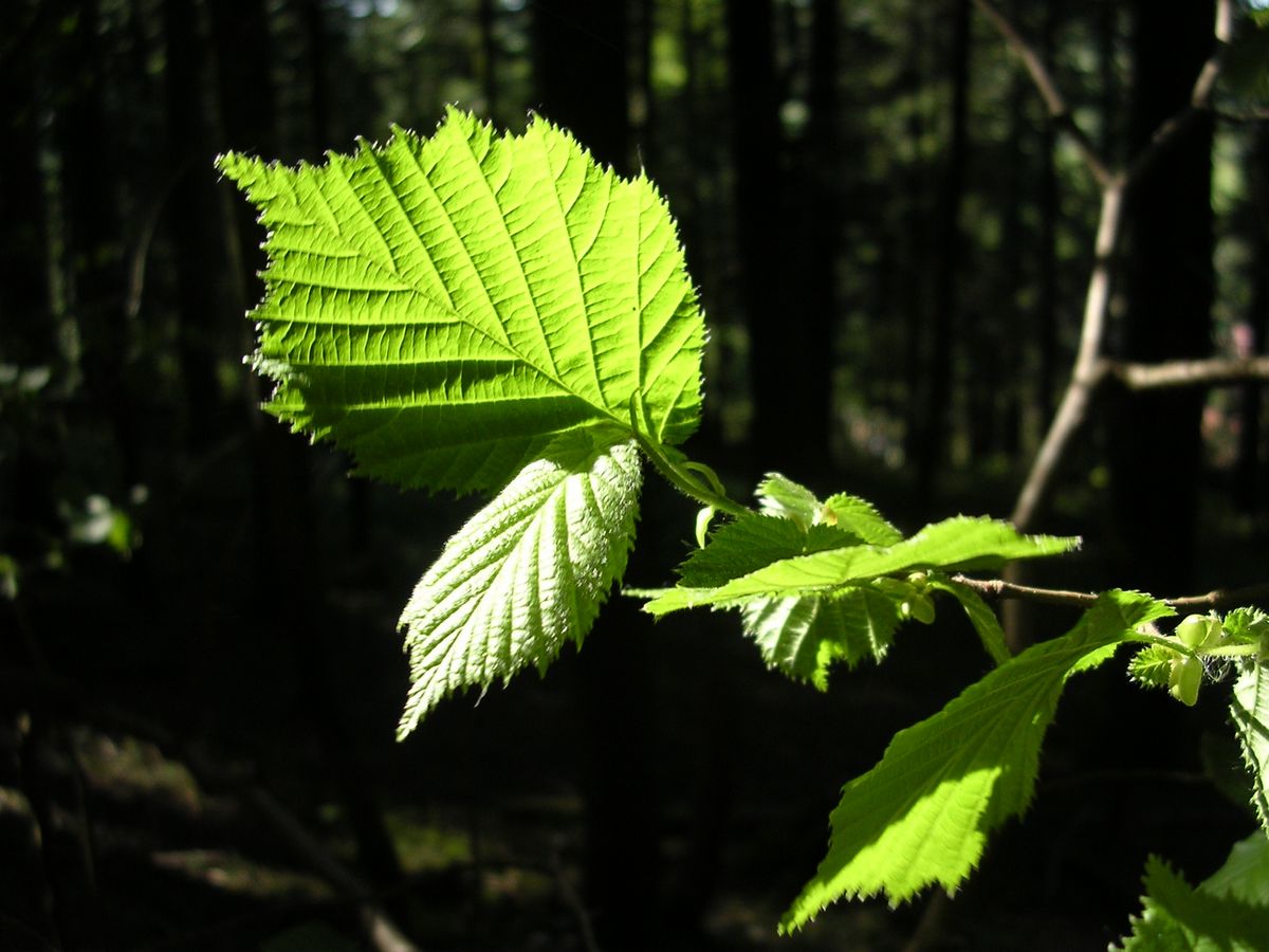 En forêt - Photo Claude Schneider - Copyrigth