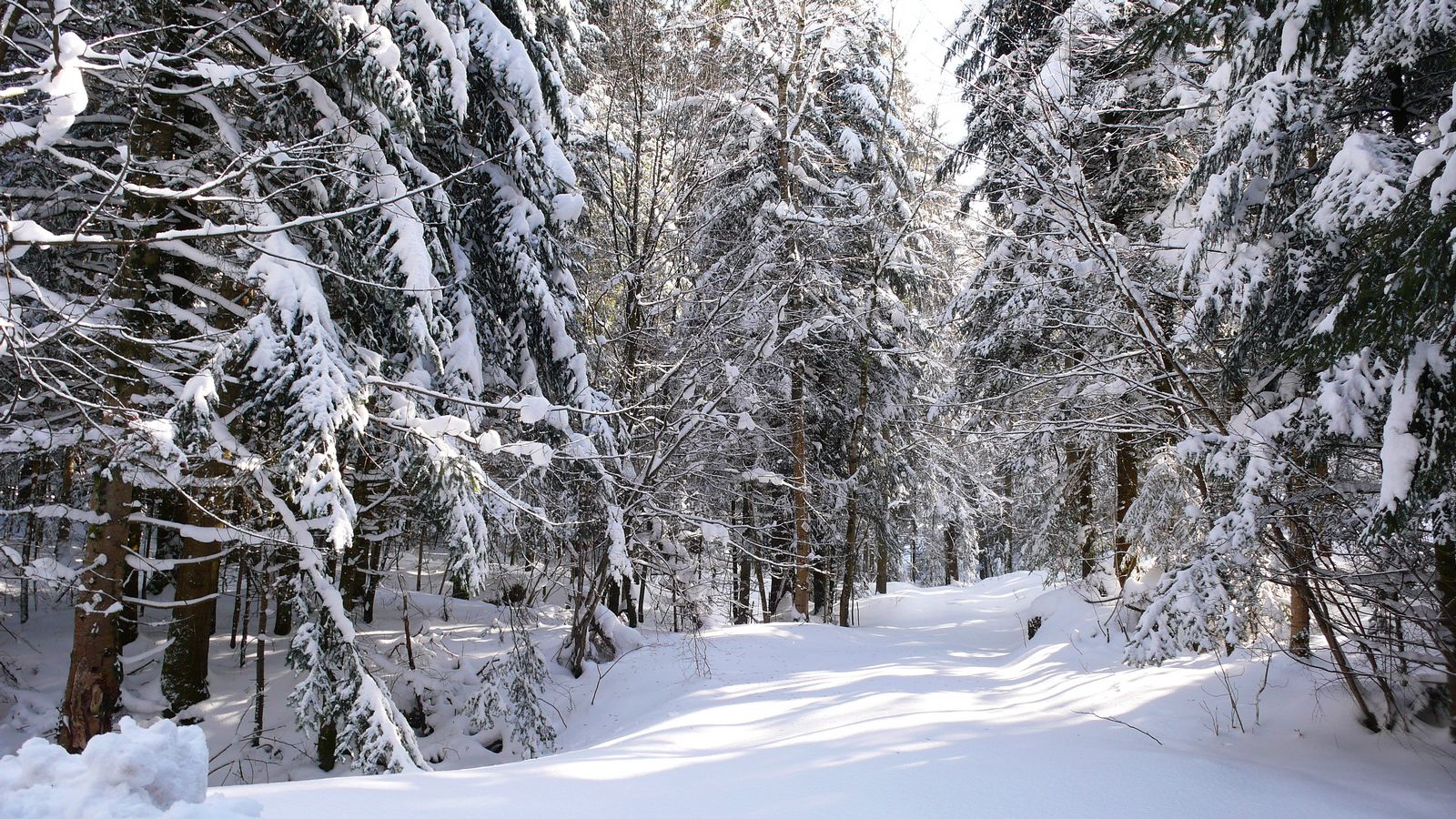 En hiver - Photo Claude Schneider - Copyrigth
