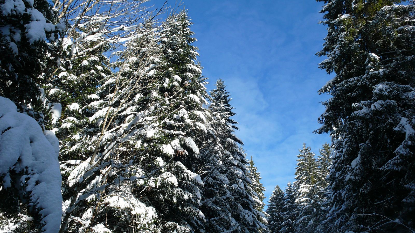Les cimes des sapins en hiver - Photo Claude Schneider - Copyrigth