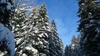 Les cimes des sapins en hiver - Photo Claude Schneider - Copyrigth