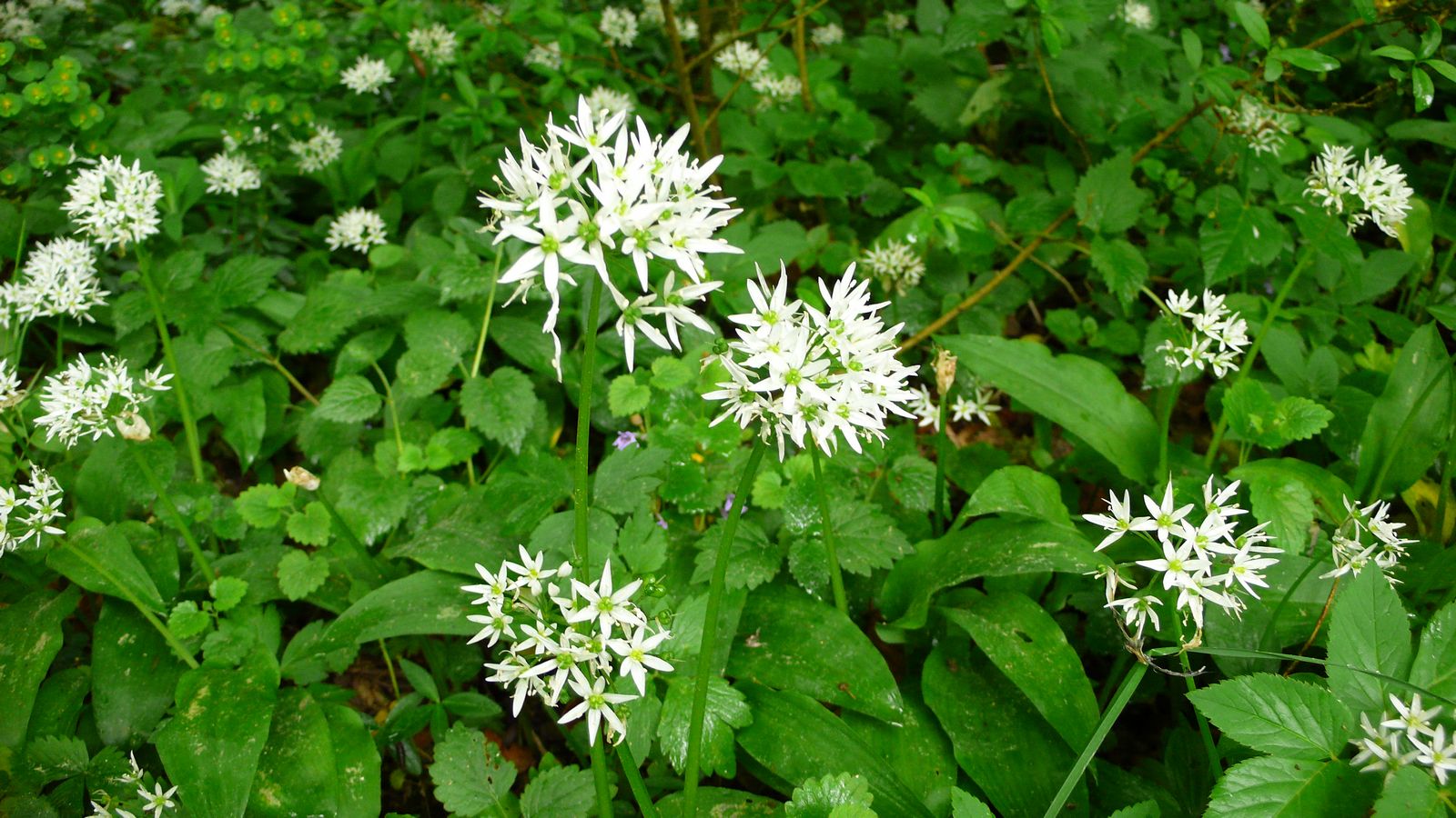 Au printemps  - Photo Claude Schneider - Copyrigth